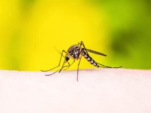 Nệm Ngủ Ngon - Cách phòng bệnh sốt xuất huyết vào mùa cao điểm